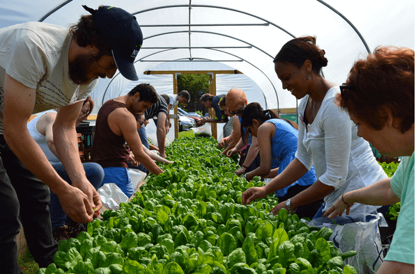 People volunteering at a community garden